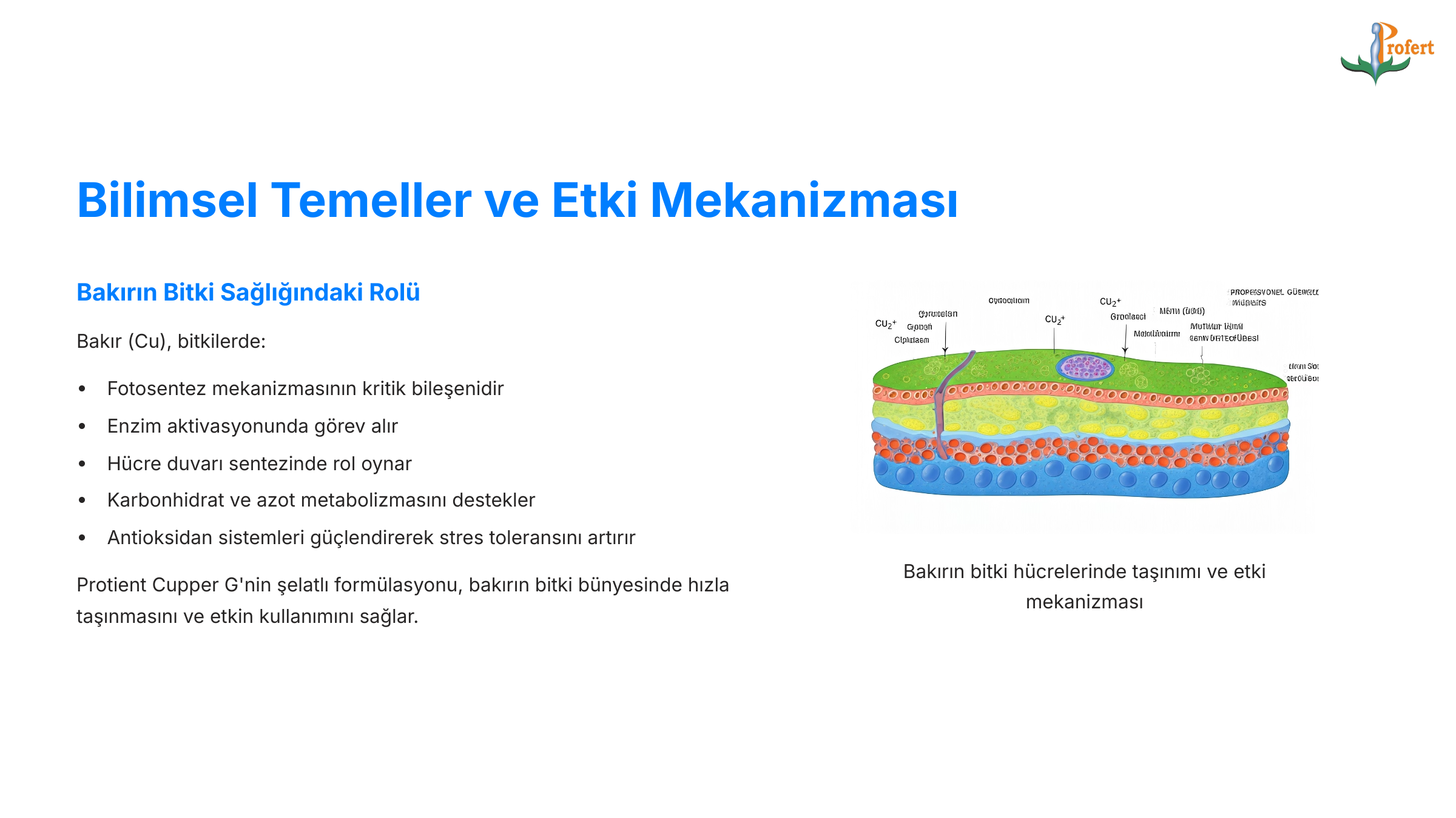cupperg-Bilimsel-Temeller-ve-Etki-Mekanizmasi