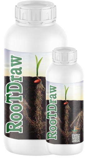 ROOTDRAW